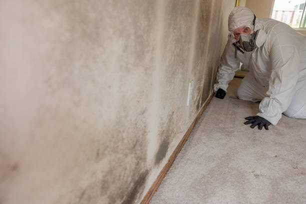 Forensic Mold Investigation in Lake Linden, MI