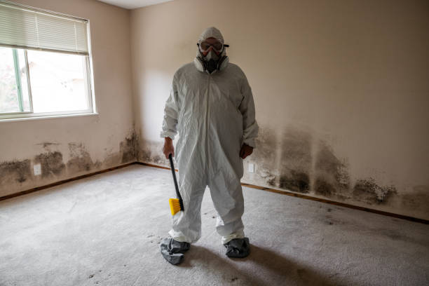 Best Mold Damage Restoration  in Lake Linden, MI